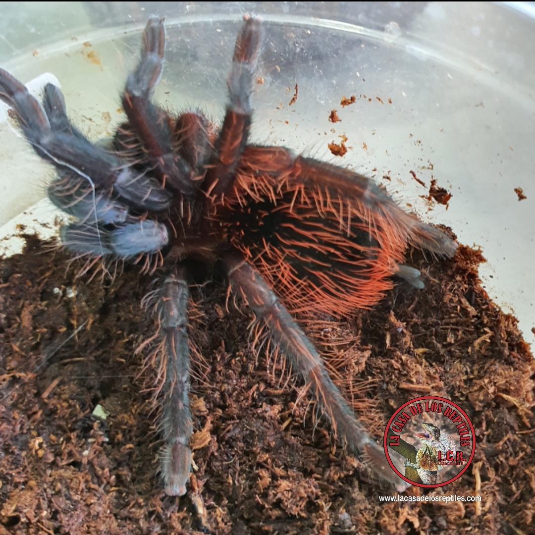 Tarantulas
