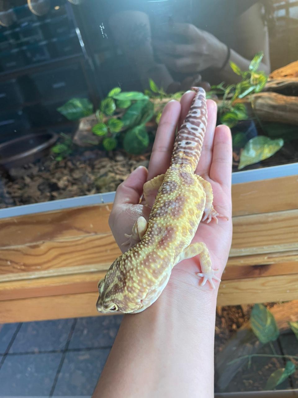 Gecko leopardo high yellow tangerine