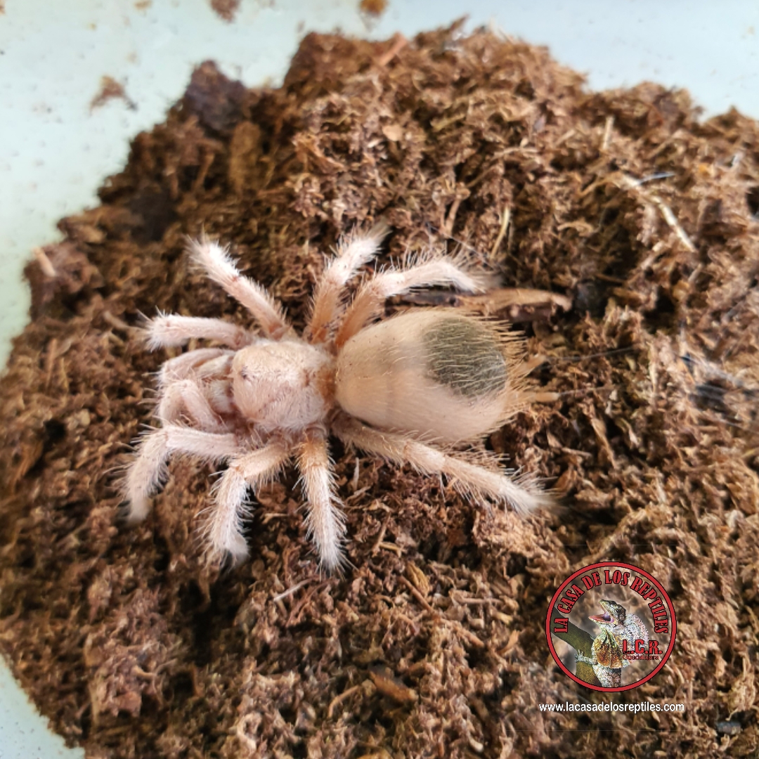 Tarantulas