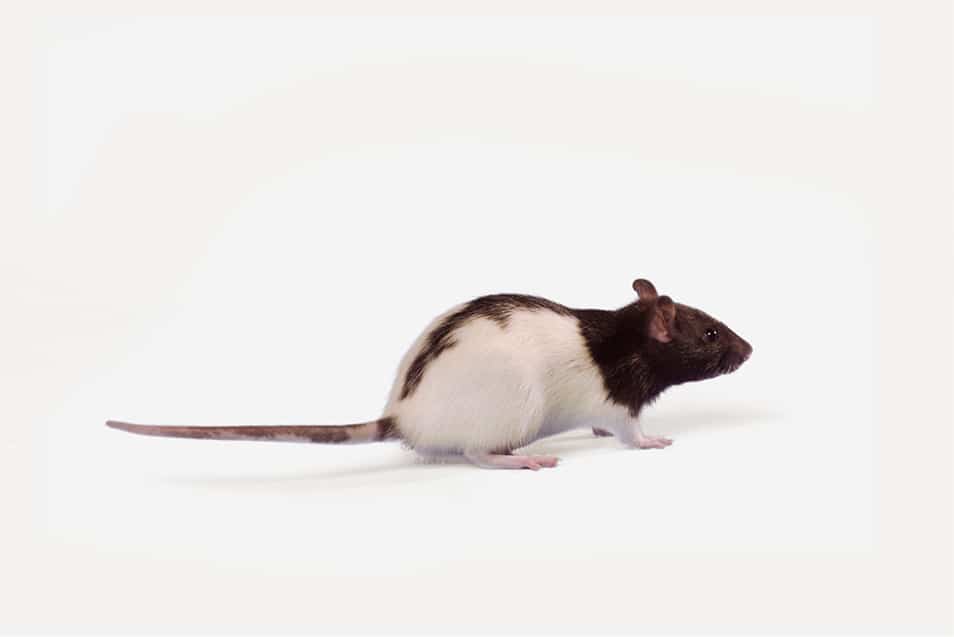 Ratas long evans