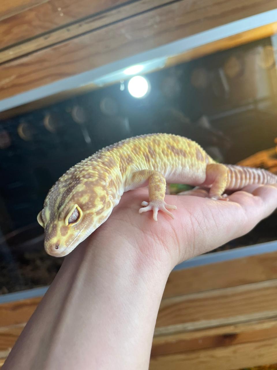 Gecko leopardo high yellow tangerine