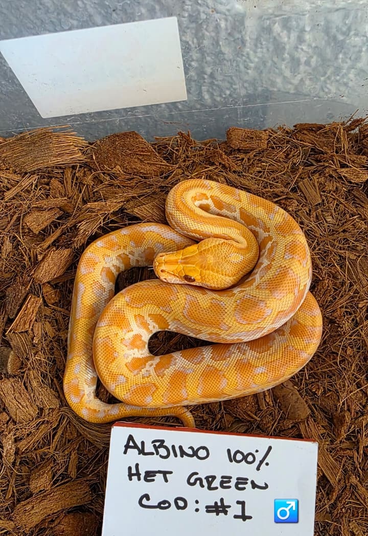 Piton burmes albino 100% het green macho