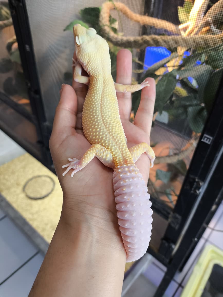 Gecko leopardo raptor macho adulto