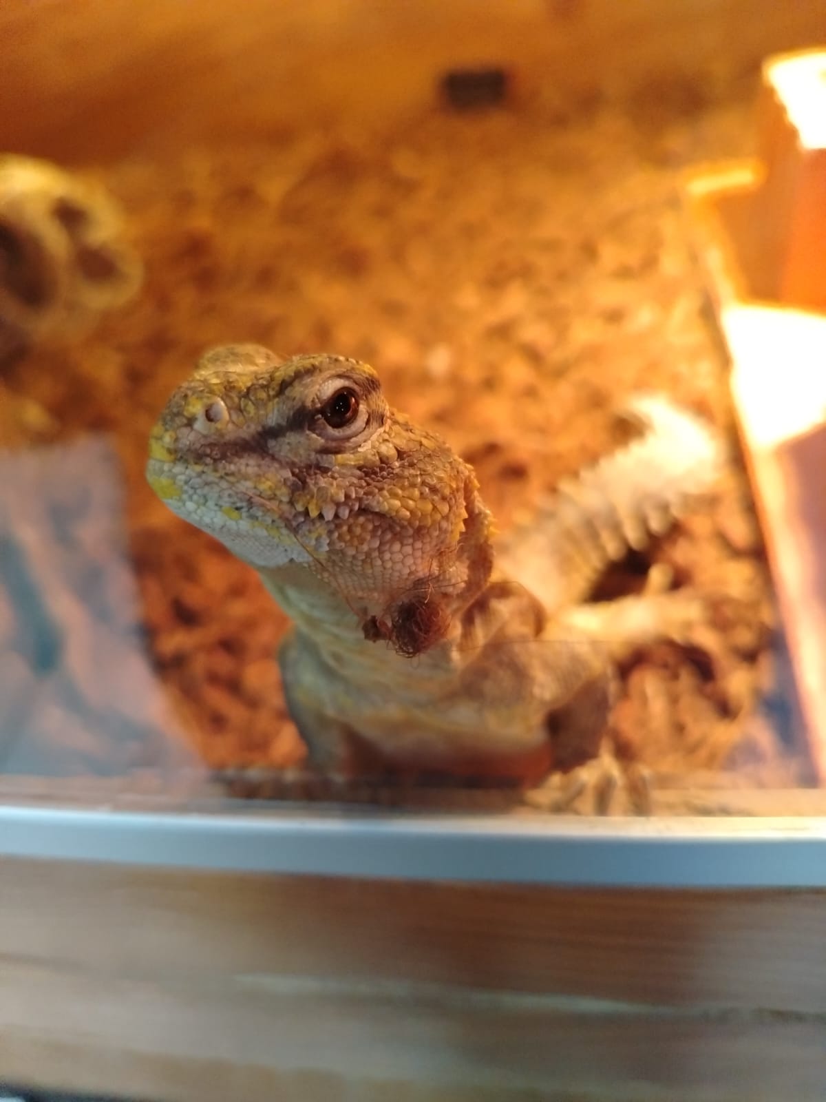 Uromastix amarillo