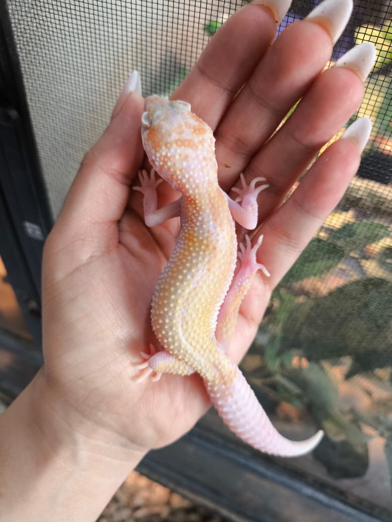 Gecko leopardo Snow Raptor WY macho juvenil 