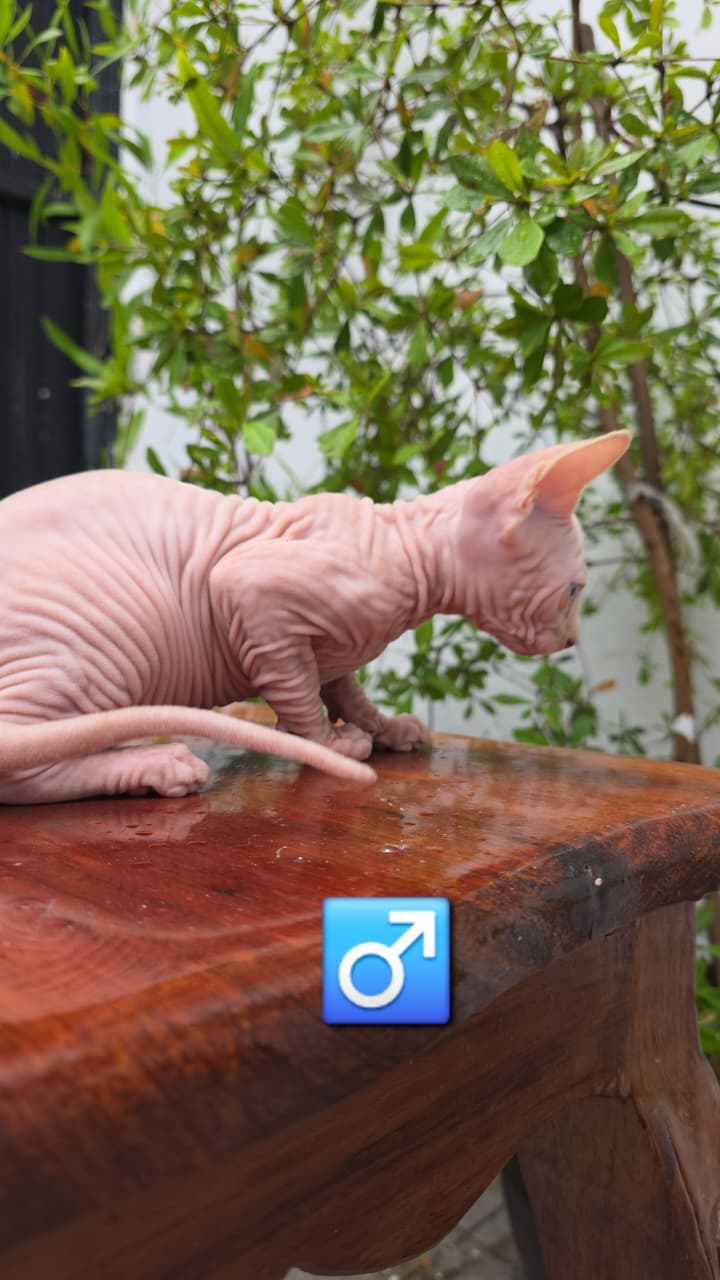 Gato esfinge 