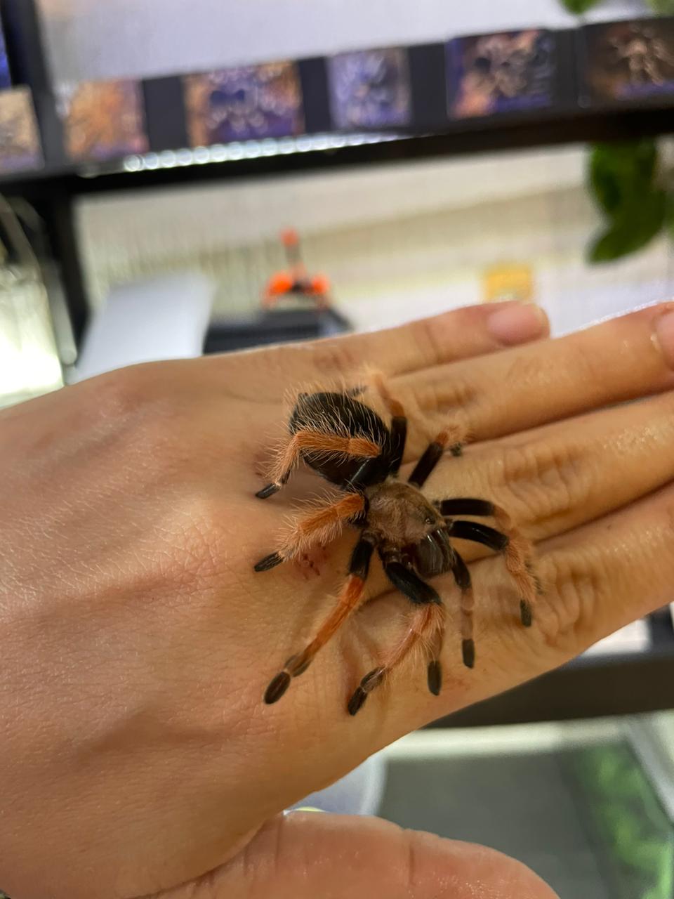 Tarantula Bohemei