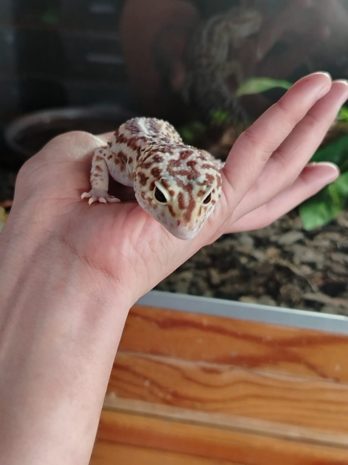 Gecko leopardo - macho sub adulto