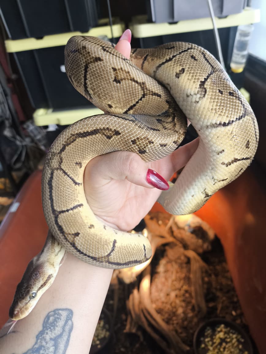 Piton bola - Lemon blast 100% gs