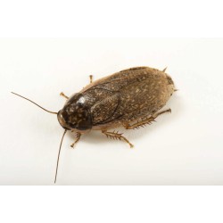 Cucaracha Lobster
