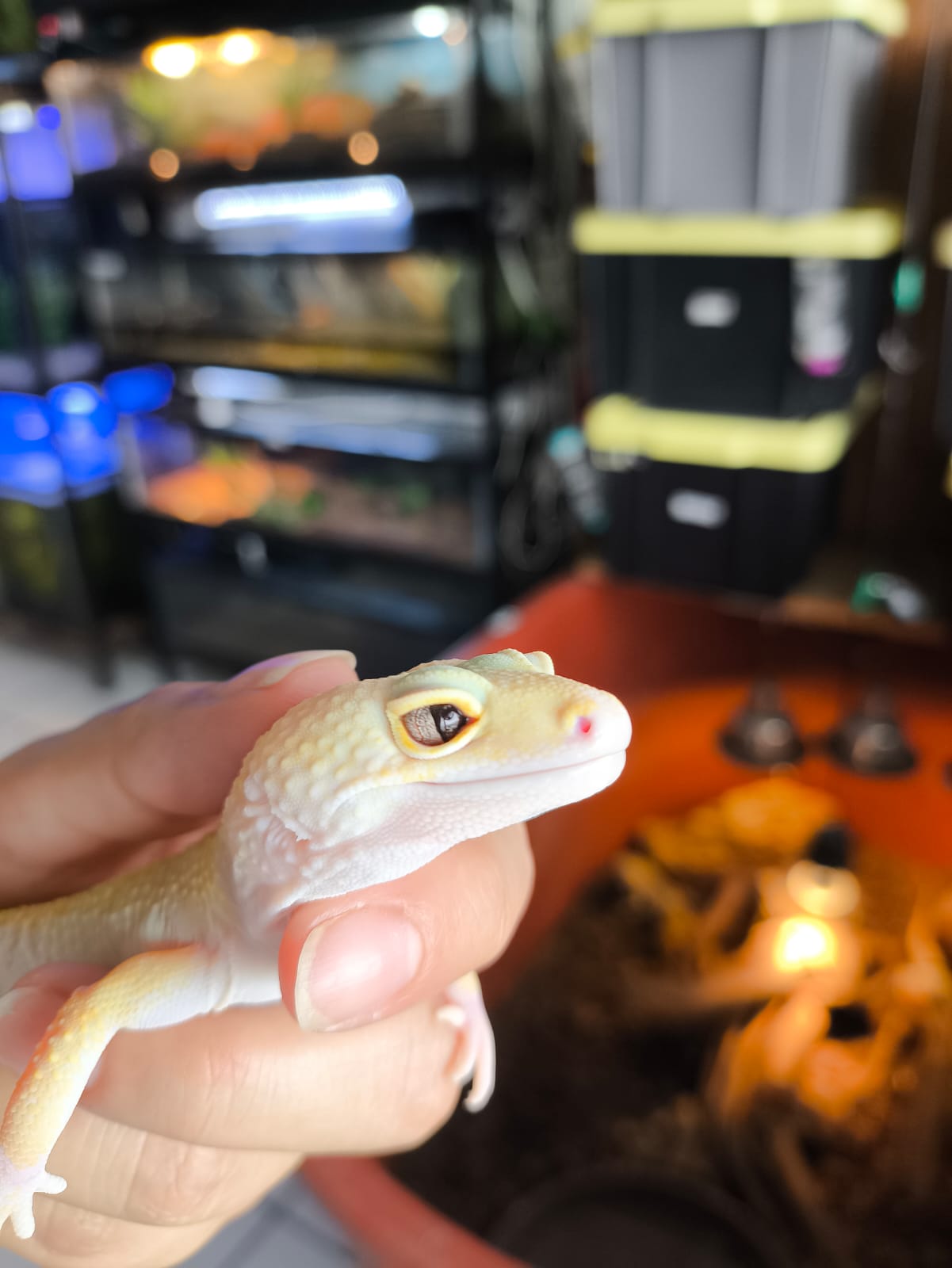Gecko leopardo raptor macho adulto
