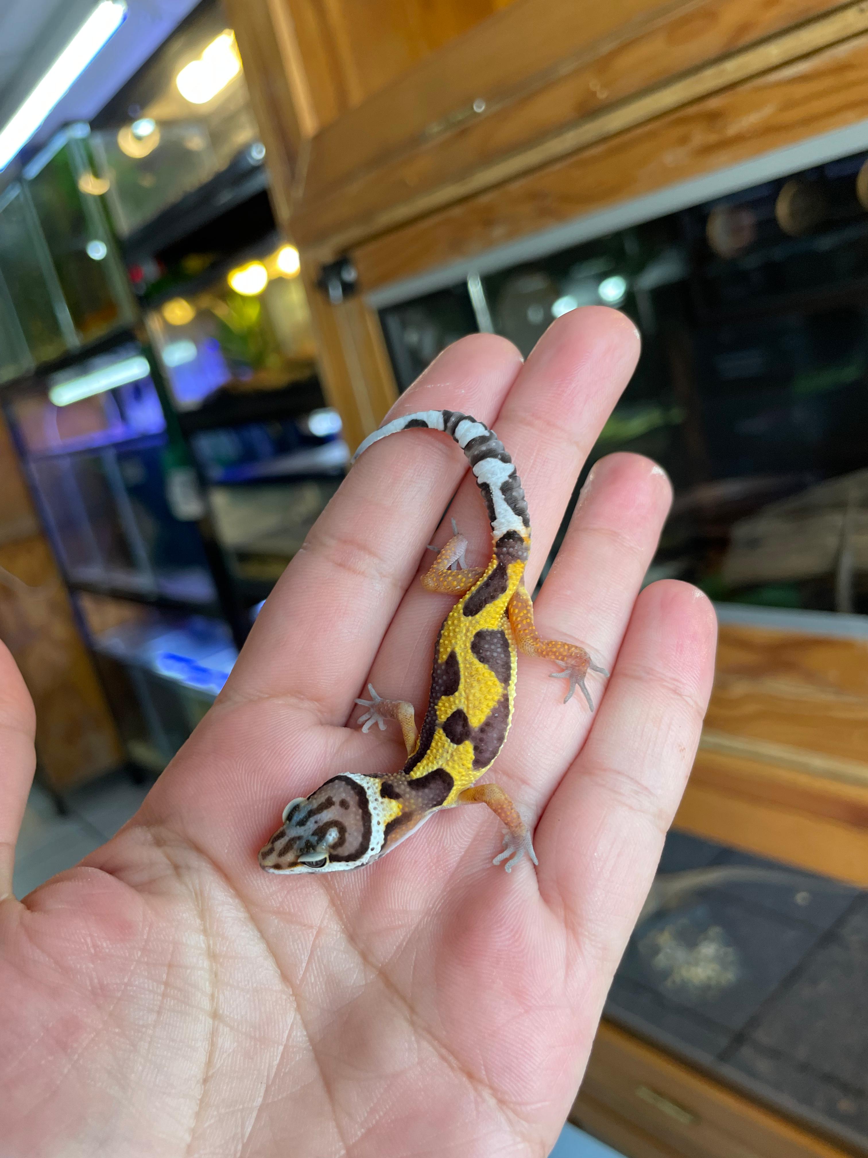 Gecko leopardo cria Cod. 1