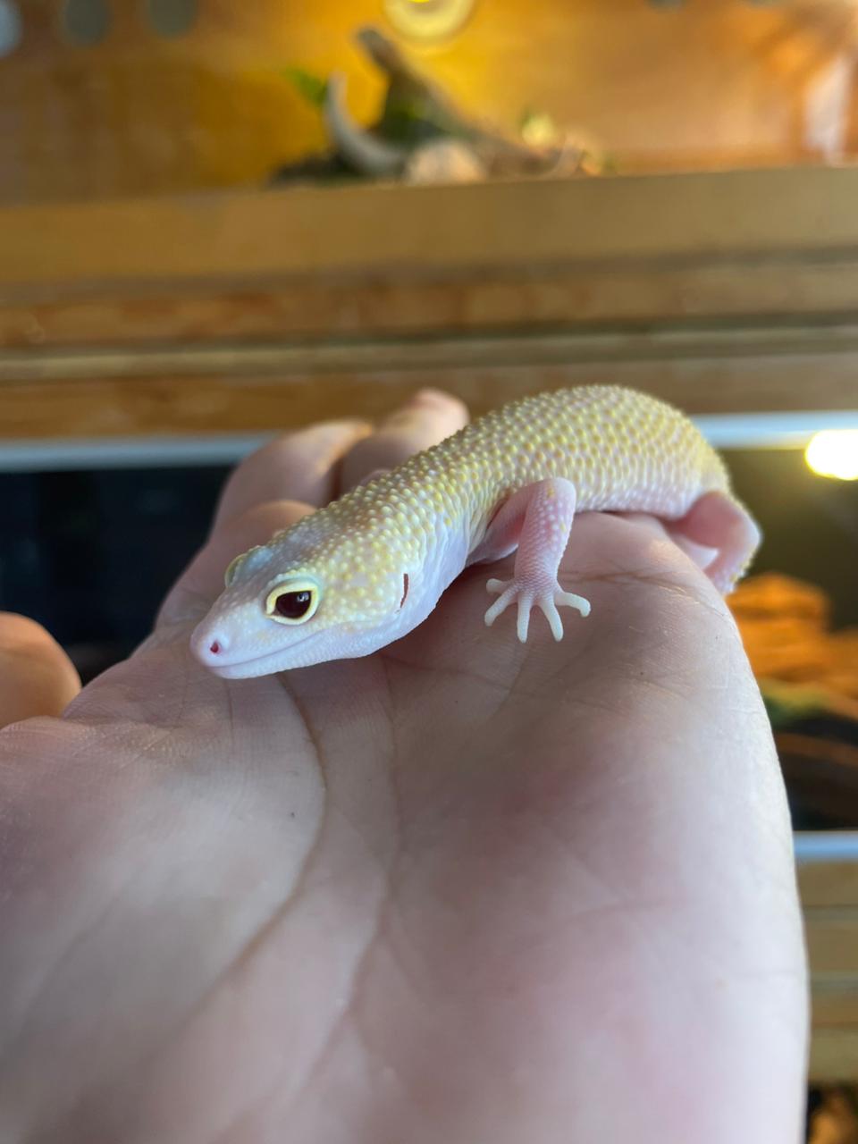 Gecko leopardo - Raptor hembra ruby eye