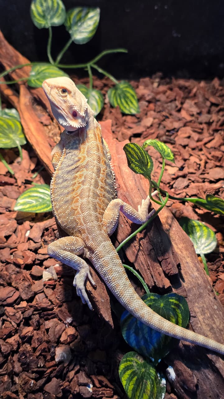 Dragones barbados / Pogonas