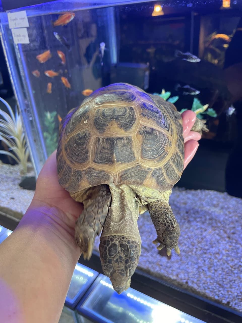 Tortuga Rusa macho adulto