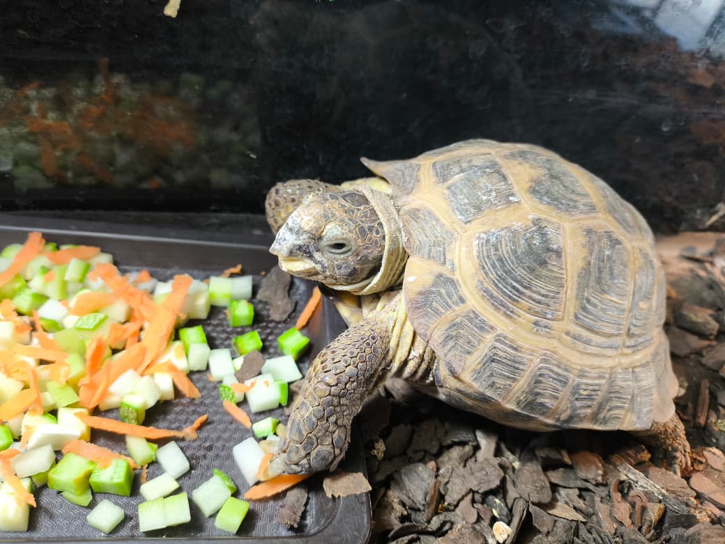 Tortuga Rusa macho adulto