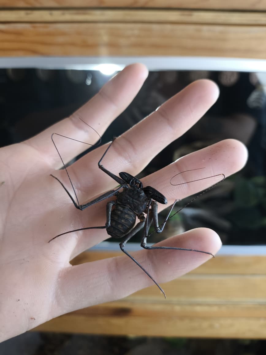 Ambipligido gigante