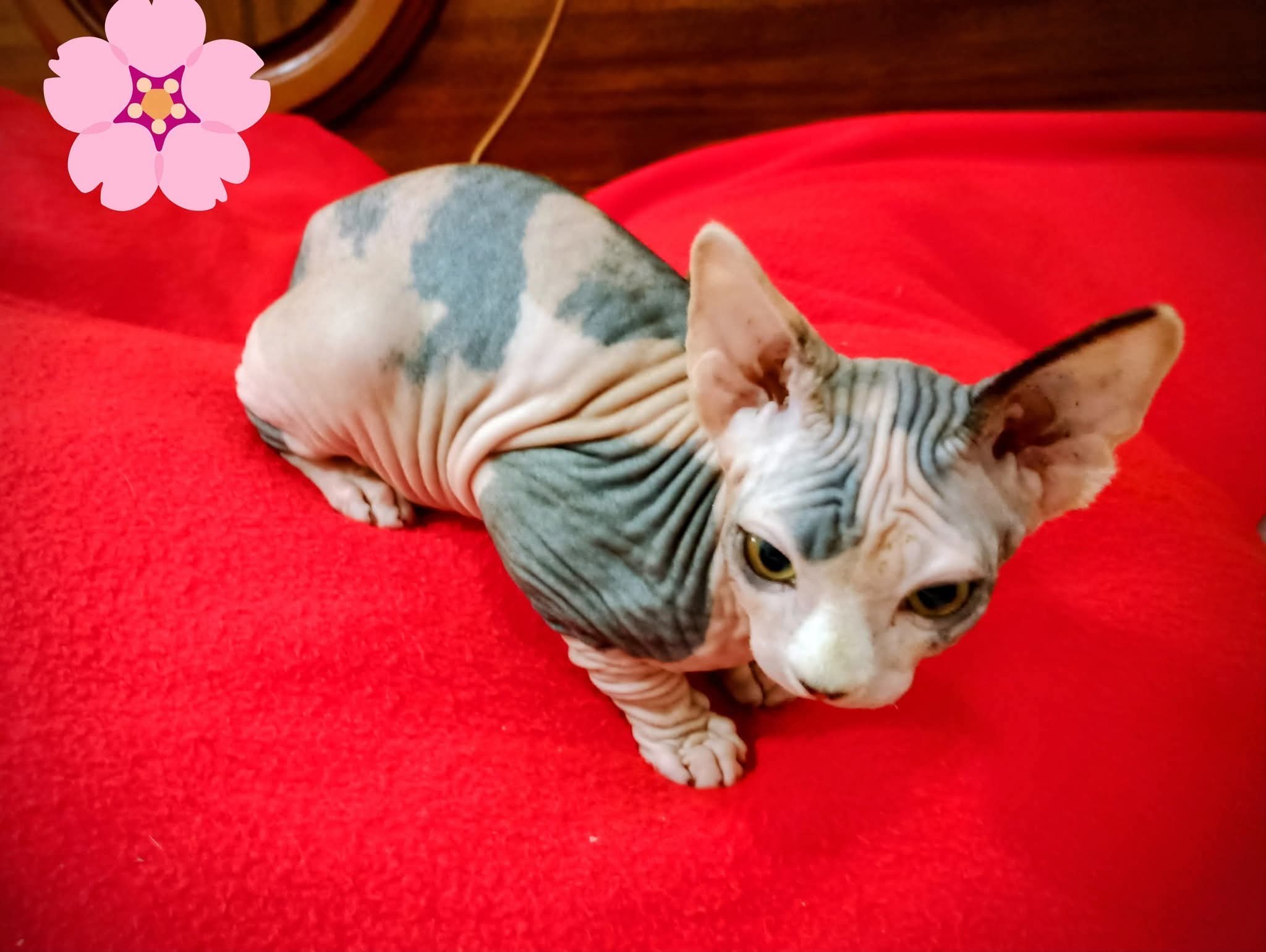 Gato esfinge