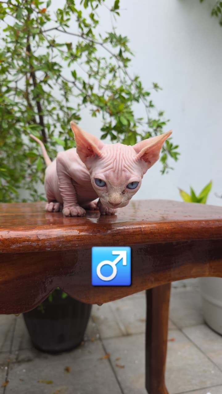 Gato esfinge