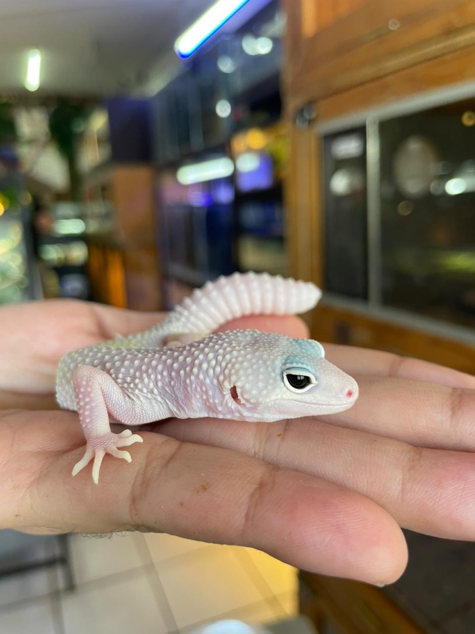 Gecko leopardo - Blizzard Hembra