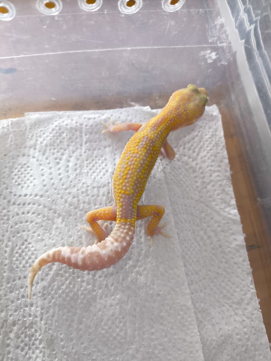 Gecko leopardo tangerine raptor macho