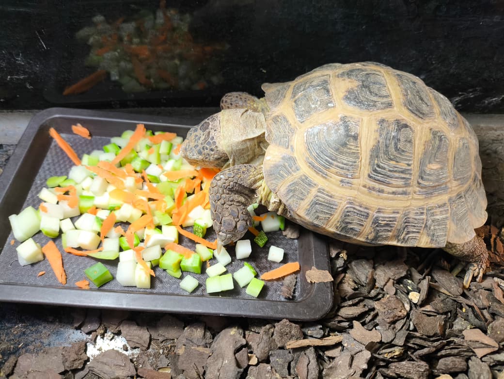 Tortuga Rusa macho adulto