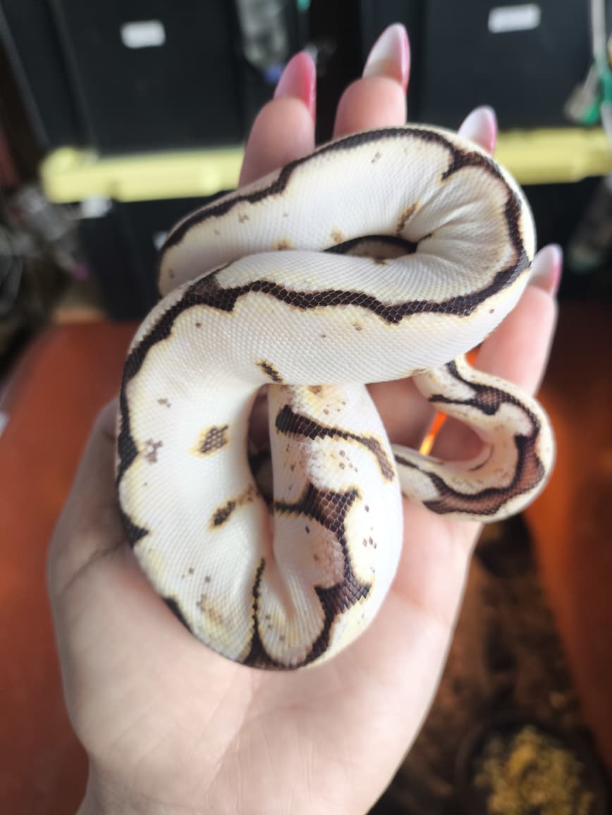 Piton bola - calibee 