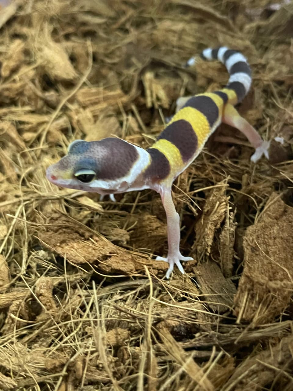 Gecko leopardo Cod. 3