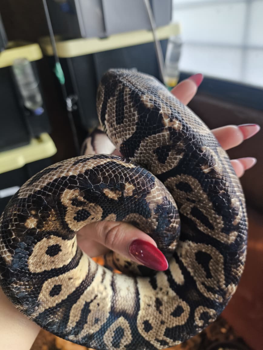 Piton bola - pastel macho detalle