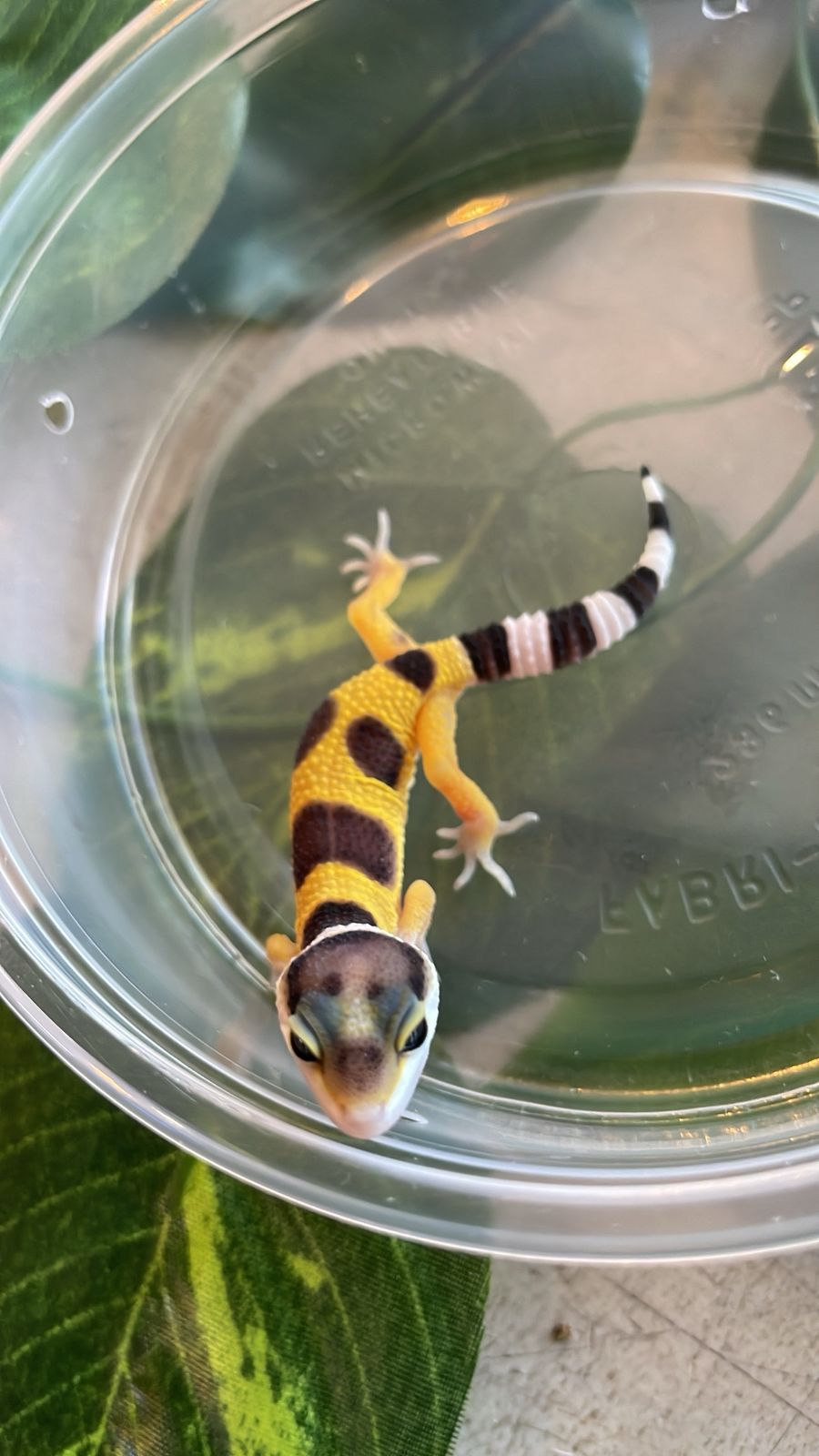 Gecko leopardo - Hy cod 4