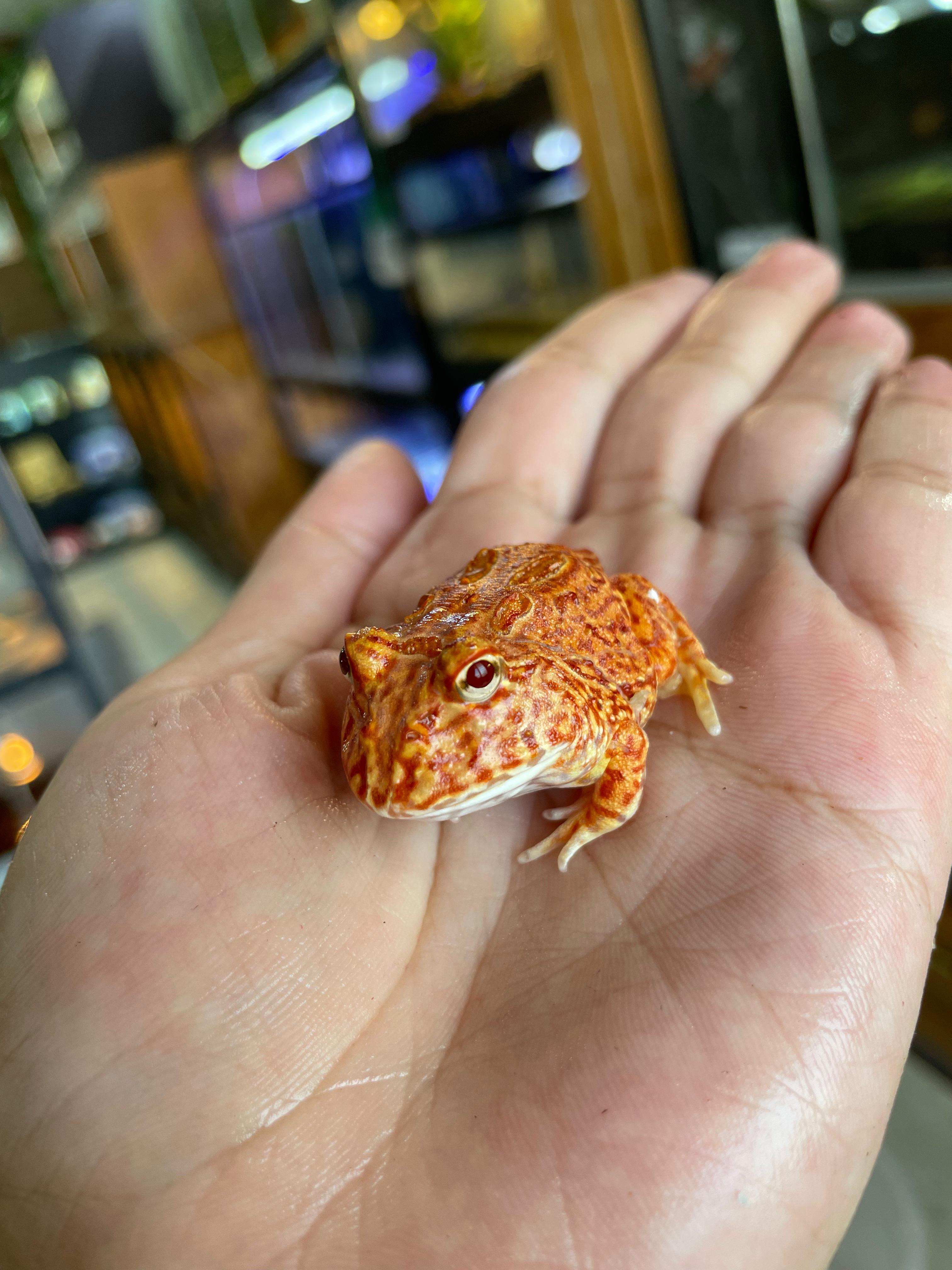 Rana pacman Coral Blaze