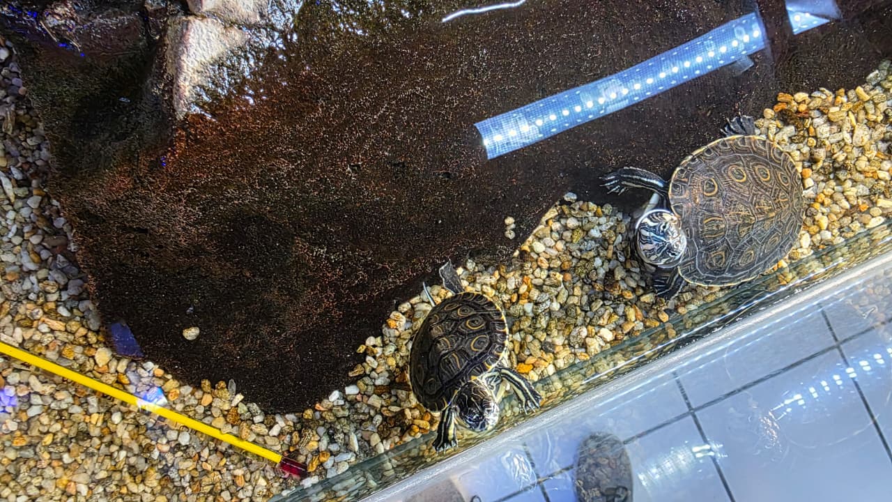 Tortuga Pavorreal