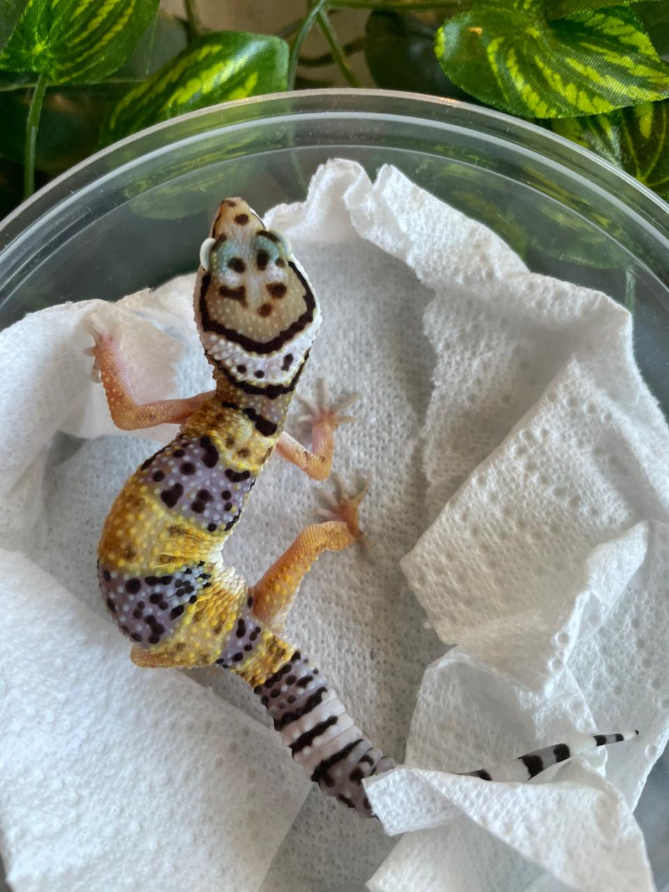 Gecko leopardo - HY cod 2