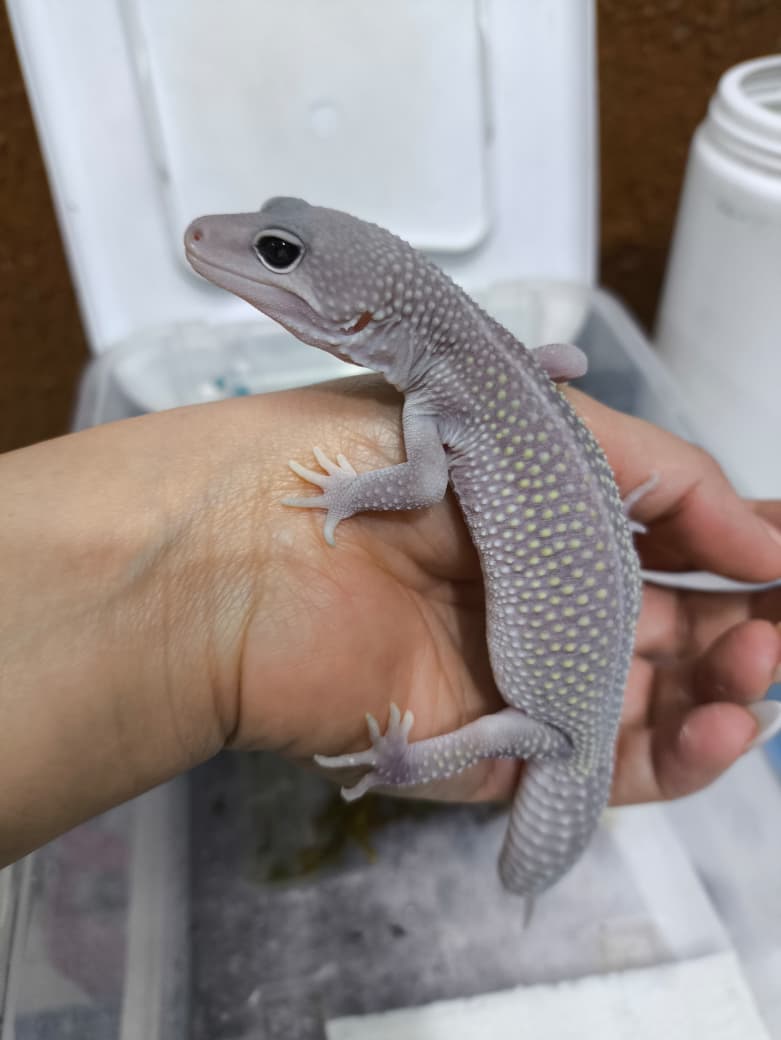 Gecko leopardo Blizzard het tremper eclipse macho juvenil 