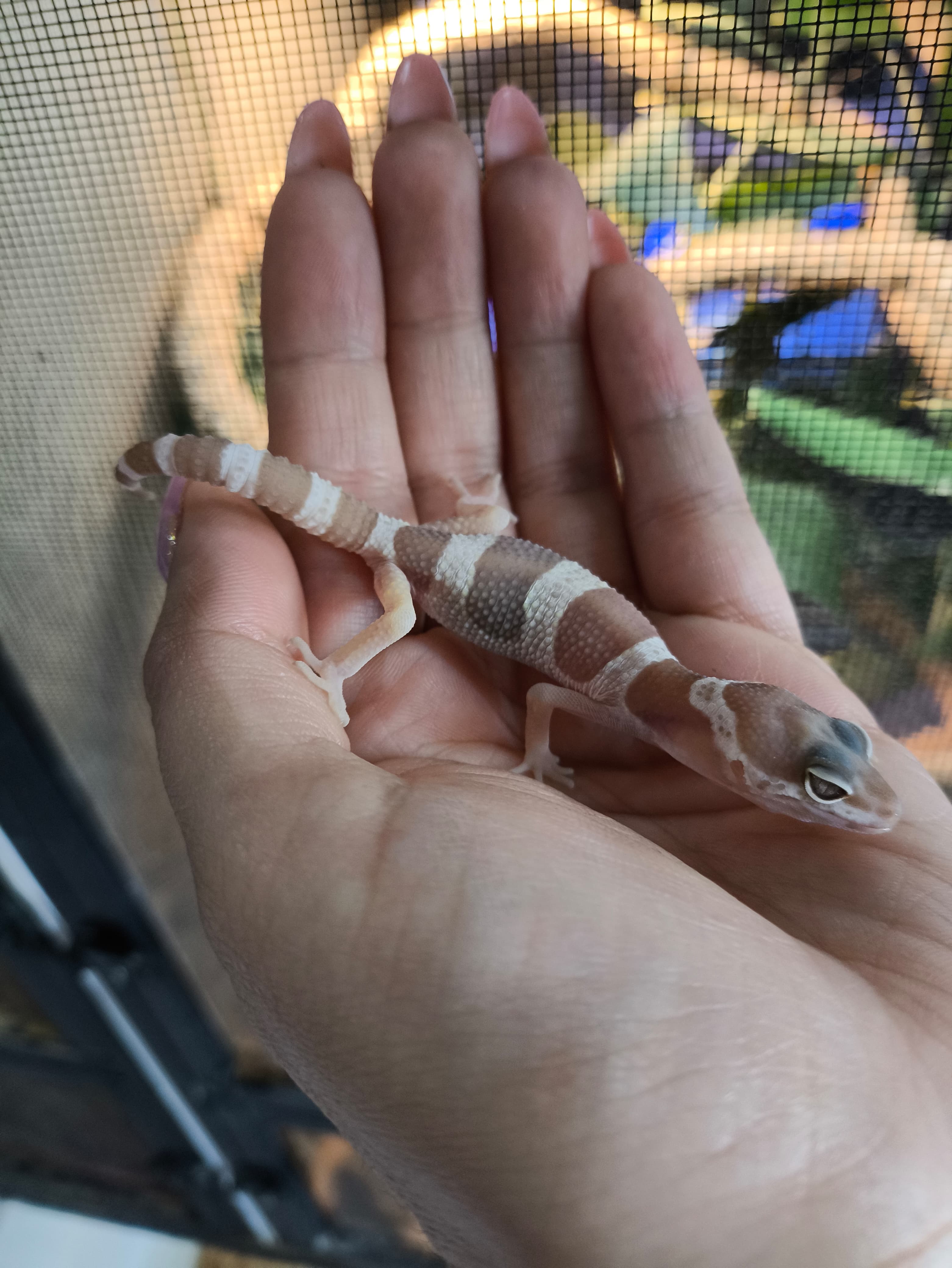 Gecko leopardo cod. 5