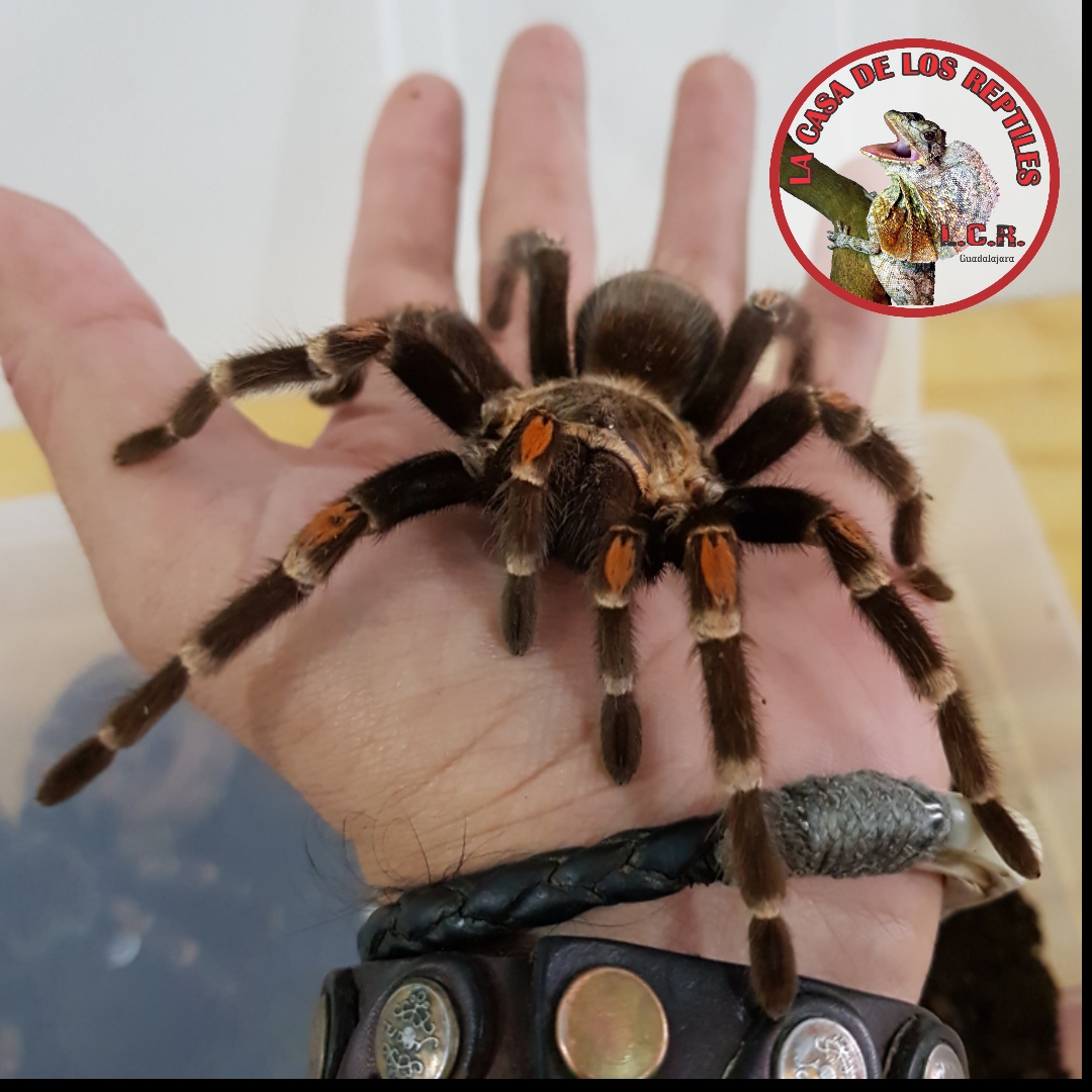 Tarantulas