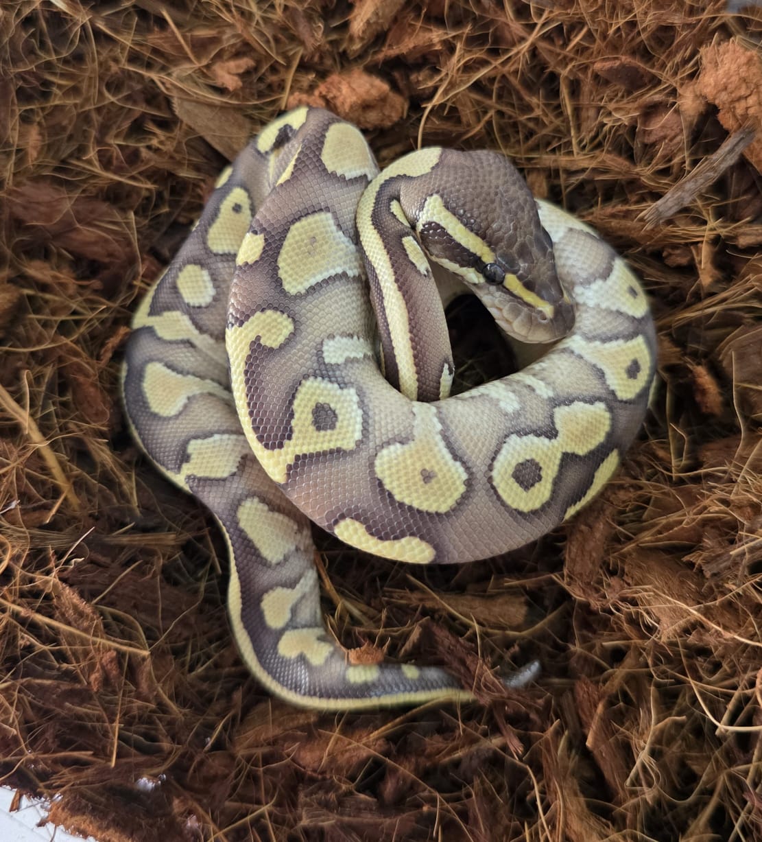 Piton bola - Lesser pastel yb