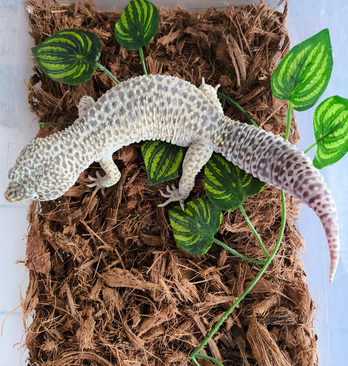 Gecko leopardo macho cod 2