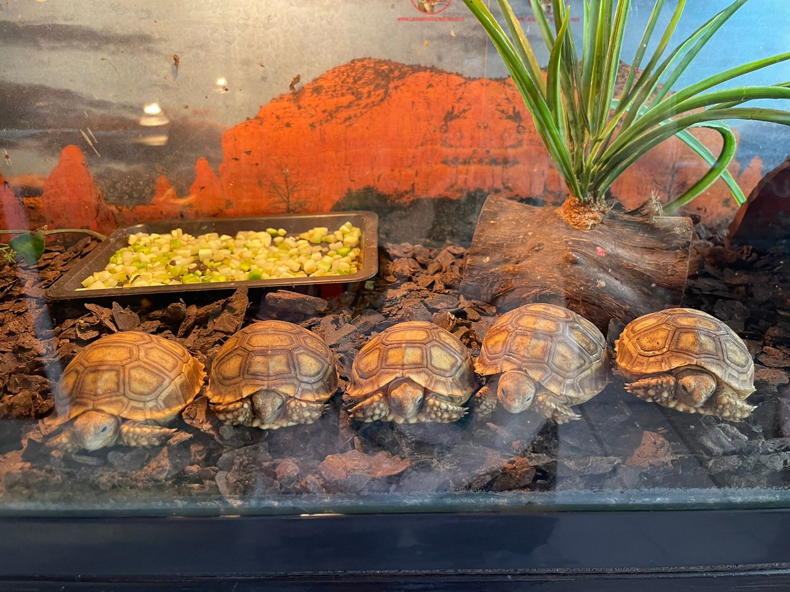 Tortuga sulcata
