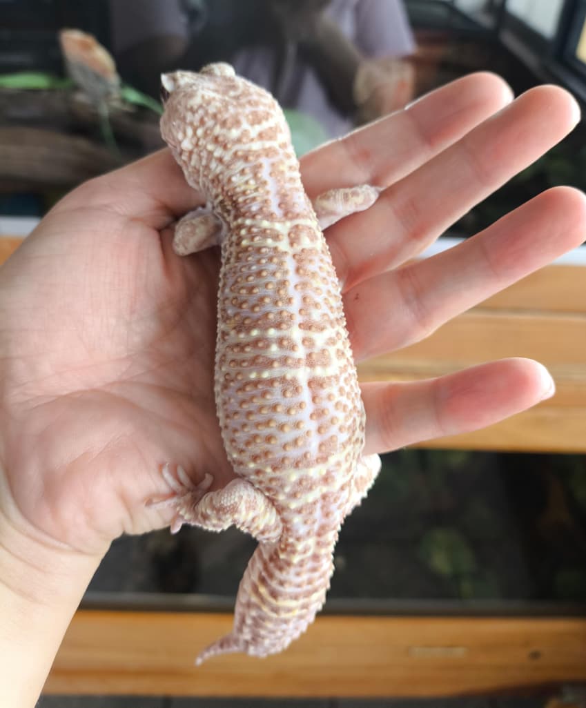 Gecko leopardo macho cod. 3