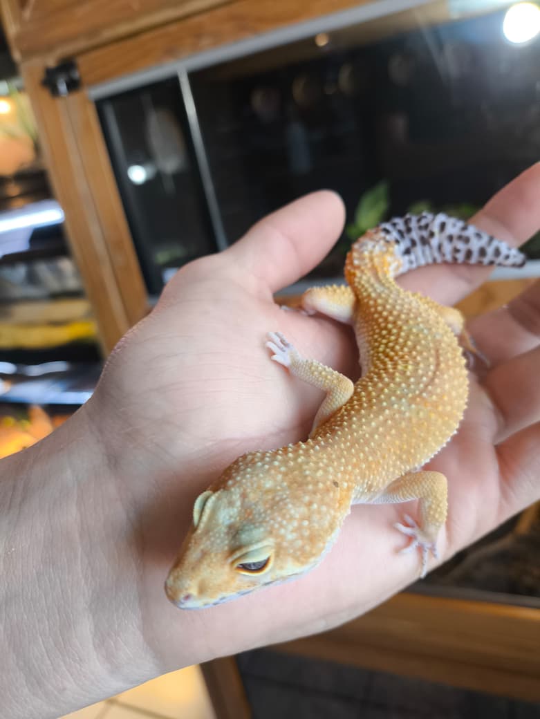 Gecko leopardo hembra sub adulta 
