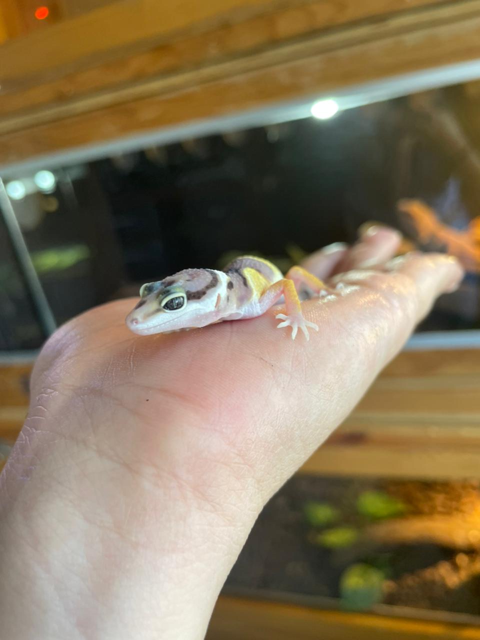 Gecko leopardo - HY cod 4