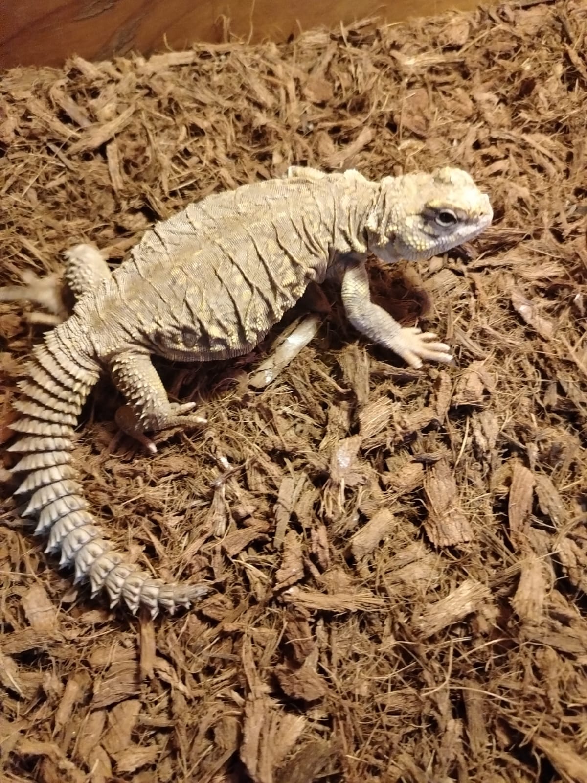 Uromastix amarillo