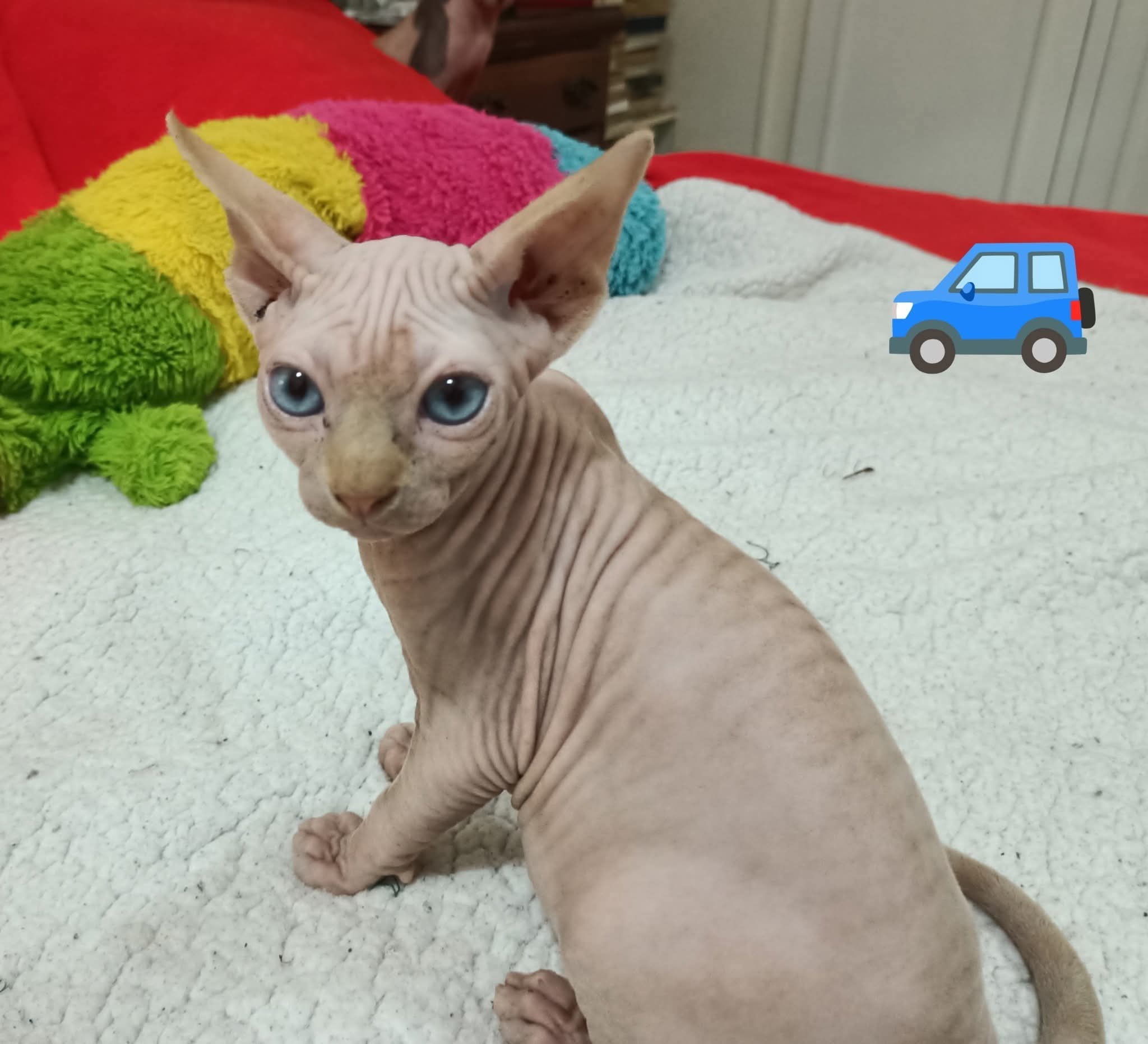 Gato esfinge