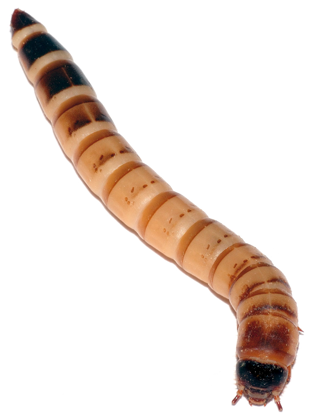 Sofoba Larva
