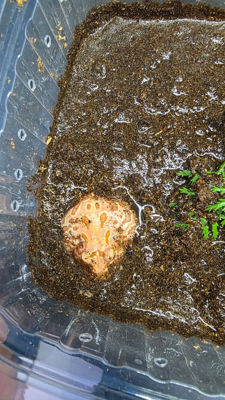 Rana pacman strawberry