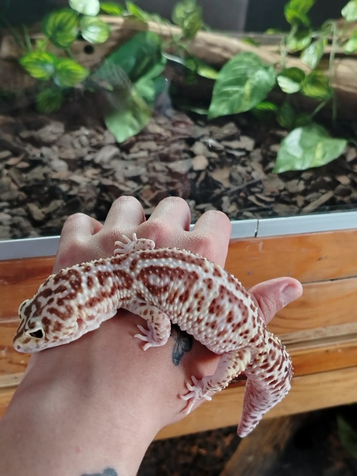 Gecko leopardo - macho sub adulto