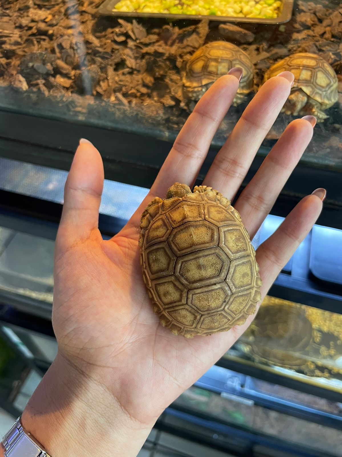 Tortuga sulcata