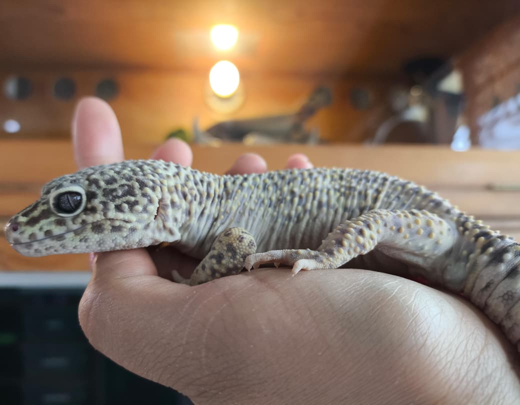 Gecko leopardo macho cod 2