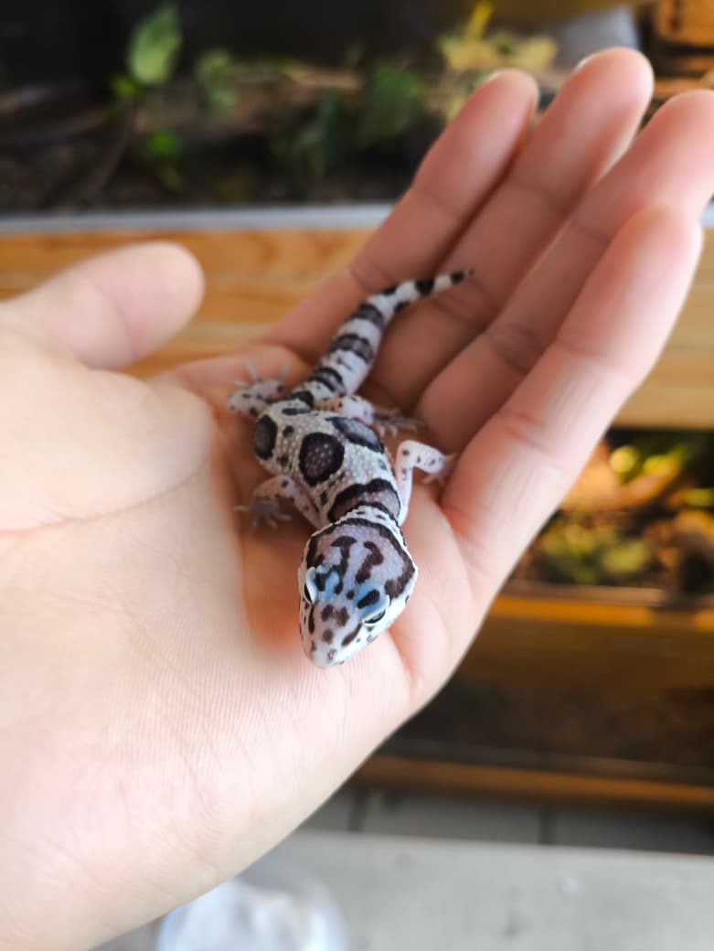 Gecko leopardo MACK SNOW